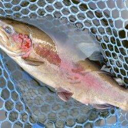 大物のタナは浅い ～岡崎トラウトポンド～